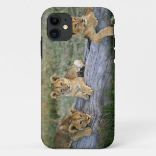 Capa Para iPhone 11 Filhotes de Leão no Tronco