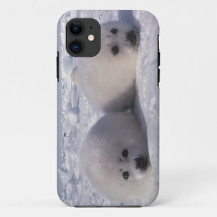 Capa Para iPhone 11 Foca-da-groenlândia (Phoca groenlandica) Filhotes