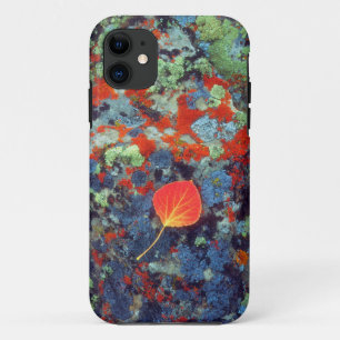 Capa Para iPhone 11 Folha de álamo sobre uma rocha coberta de líquen