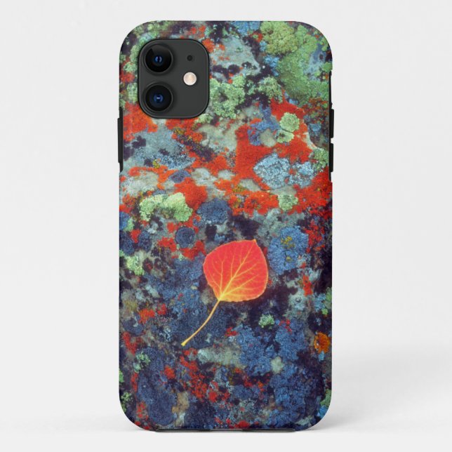 Capa Para iPhone 11 Folha de álamo sobre uma rocha coberta de líquen (Verso)