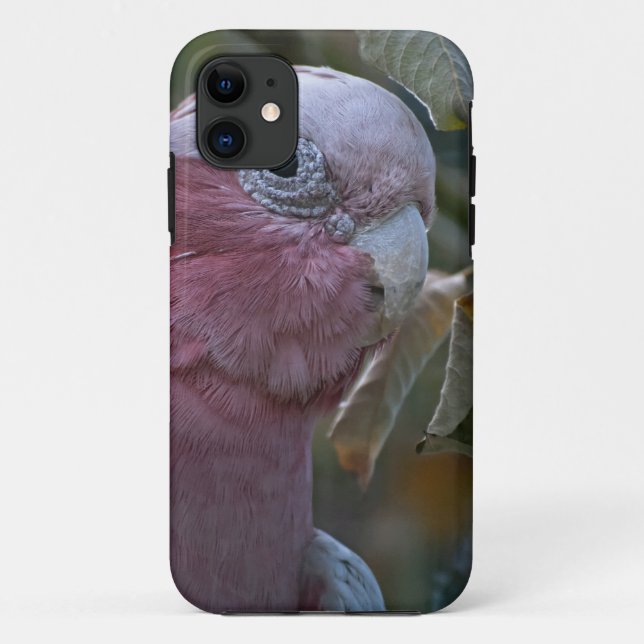 Capa Para iPhone 11 Galah ou Cacatua de Peito Rosado (Verso)