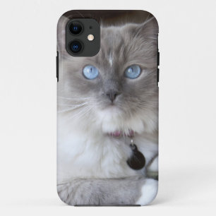 Capa Para iPhone 11 Gata Ragdoll fêmea