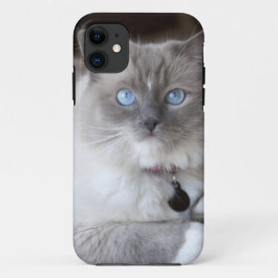 Capa Para iPhone 11 Gata Ragdoll Fêmea