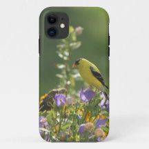 Goldfinch em uma Flor Harebell