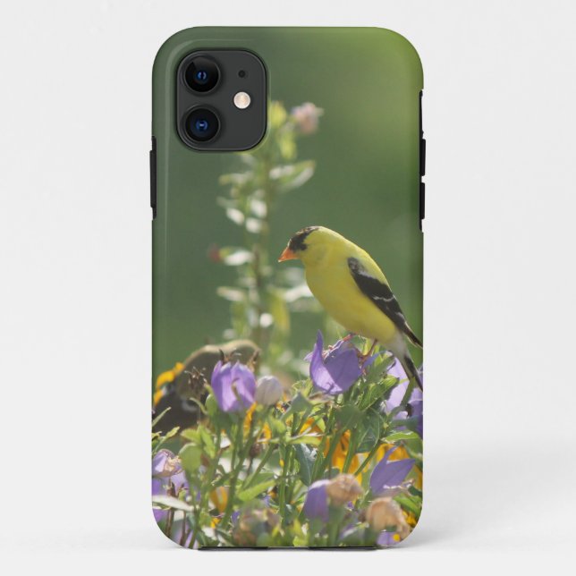 Capa Para iPhone 11 Goldfinch em uma Flor Harebell (Verso)