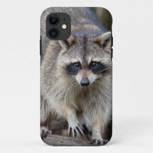 Capa Para iPhone 11 Guaxinim, Procyon lotor, Flórida, EUA 2