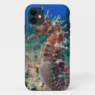 Capa Para iPhone 11 Hipocampo Ramulosus do cavalo de mar  