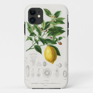 Capa Para iPhone 11 Ilustração Botânica de Limonium de Fruta Cítrica d