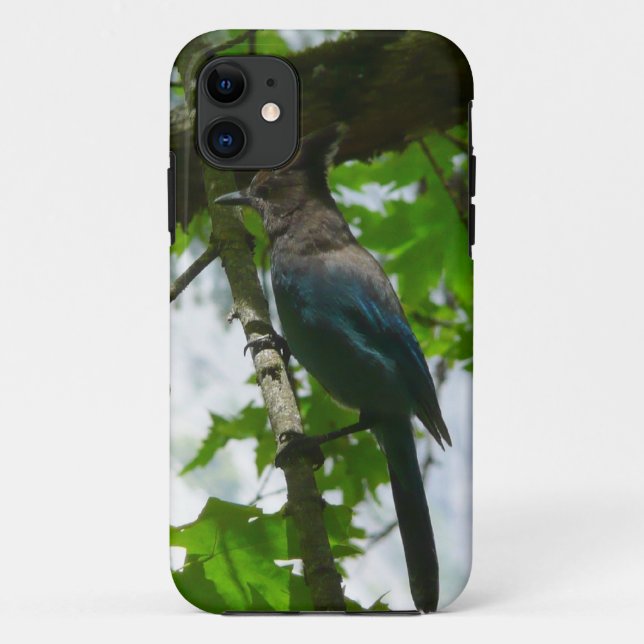 Capa Para iPhone 11 Jay de Steller no Parque Nacional de Yosemite (Verso)