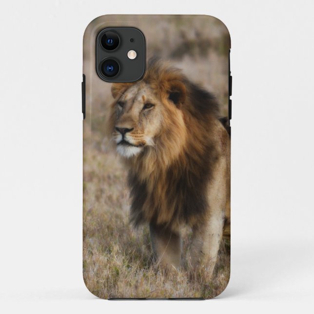 Capa Para iPhone 11 Leão Africano na Grama (Verso)