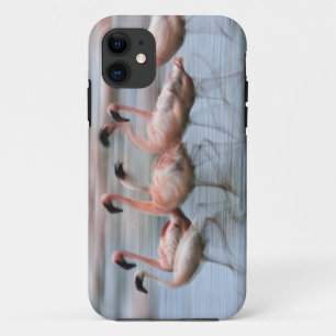Capa Para iPhone 11 Lesser Flamingos em movimento, Phoenicopterus