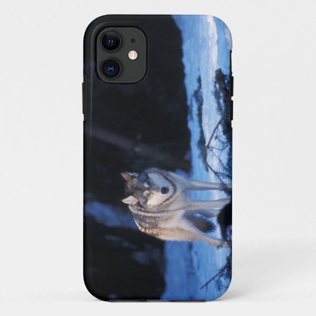 Capa Para iPhone 11 Lobo-cinza, Canis lupus, nos sopés (Verso)