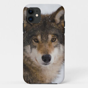 Capa Para iPhone 11 Lobo-cinza europeu