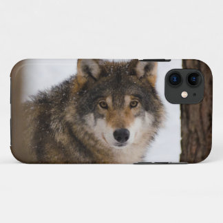 Capa Para iPhone 11 Lobo-cinza europeu