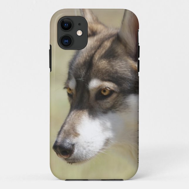 Capa Para iPhone 11 Lobo cinzento (Verso)