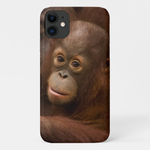 Capa Para iPhone 11 Mãe de orangotango e bebê no zoológico