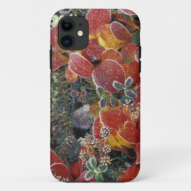 Capa Para iPhone 11 NA, EUA, Alasca. Parque Nacional Denali. Bearberry (Verso)