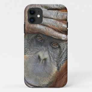 Capa Para iPhone 11 Orangotango-de-sumatra fêmea cativo