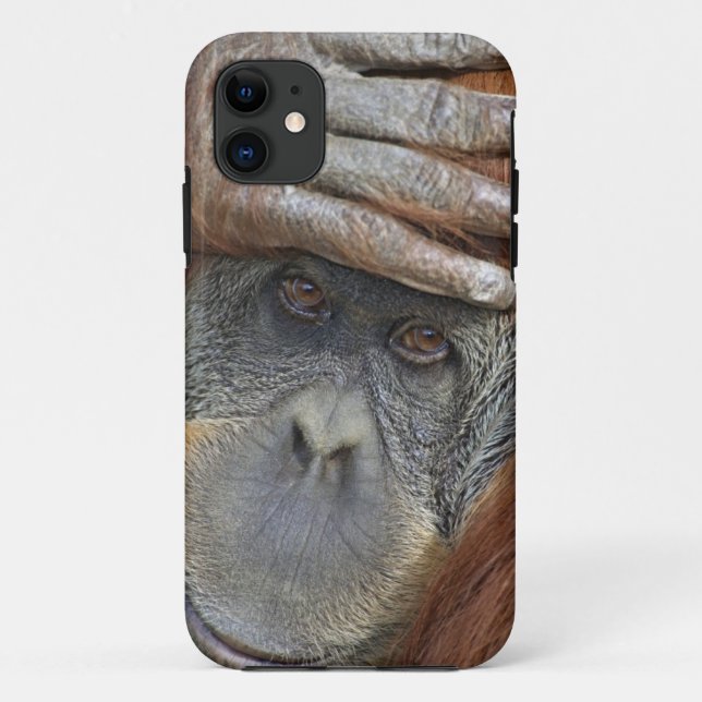 Capa Para iPhone 11 Orangotango-de-sumatra fêmea cativo (Verso)