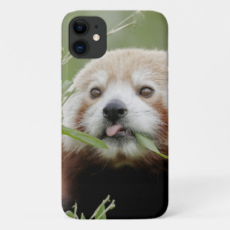 Capa Para iPhone 11 Panda vermelha do caso, panda roux, animais.