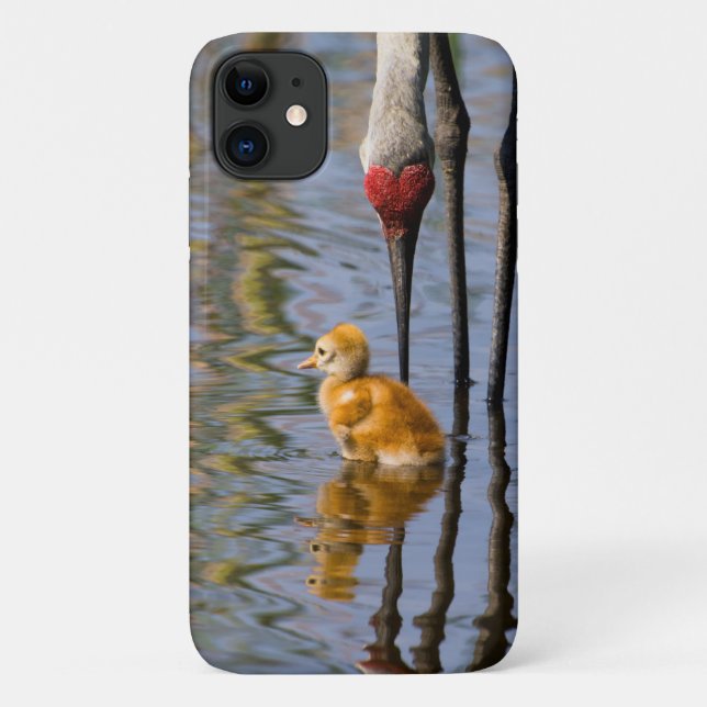 Capa Para iPhone 11 Pássaro doidinho giro da Sandhill (Verso)