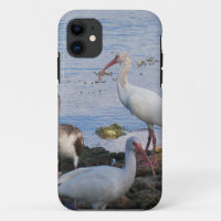 Pássaros Ibis na margem da baía da Flórida