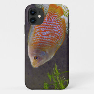 Capa Para iPhone 11 Peixes do gurami do anão