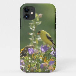 Capa Para iPhone 11 Pintassilgo em uma Flor de Campainha