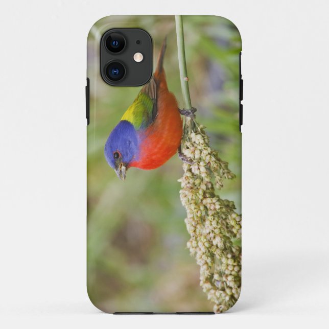 Capa Para iPhone 11 Pintassilgo-pintado (Passerina ciris) macho se ali (Verso)