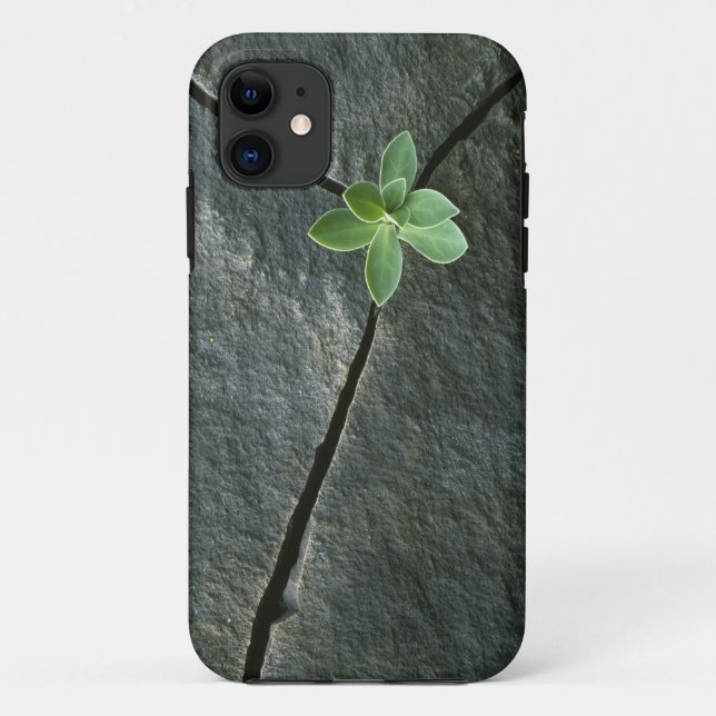 Capa Para iPhone 11 Planta que cresce em Boulder rachado (Verso)