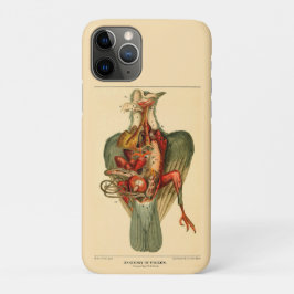 Capa Para iPhone 11 Pro Anatomia de um Pombo