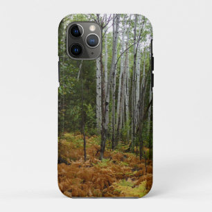 Capa Para iPhone 11 Pro Árvores de Bétula Branca e Samambaias de Outono na