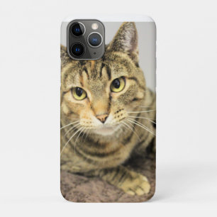 Capa Para iPhone 11 Pro Gato