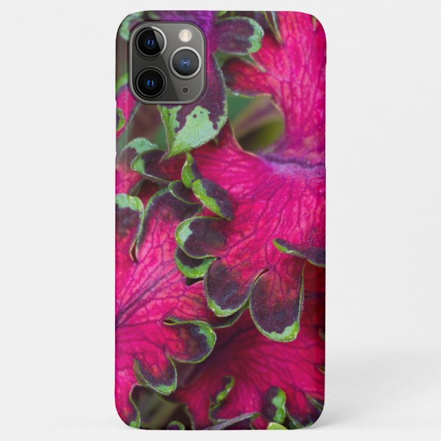Capa Para iPhone 11 Pro Max Coleus Macro (Verso)
