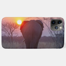 Elefante ao pôr do sol