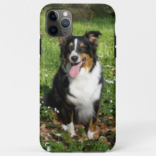 Capa Para iPhone 11 Pro Max Miniature American Shepherd Preto Tri Sentado