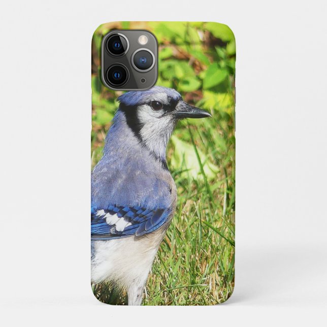 Capa Para iPhone 11 Pro Norte Blue Jay (Verso)