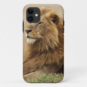 Capa Para iPhone 11 Quênia, Masai Mara   Leão macho