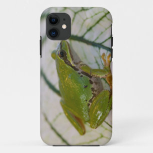 Capa Para iPhone 11 Rã-arbórea-do-pacífico em flores no nosso jardim,