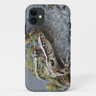 Capa Para iPhone 11 Rã-leopardo-do-norte, Ilha Transparente,
