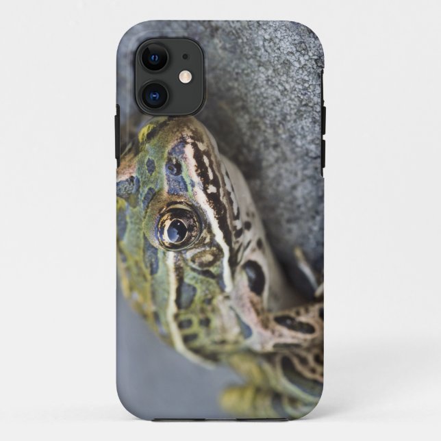 Capa Para iPhone 11 Rã-leopardo-do-norte, Ilha Transparente, (Verso)