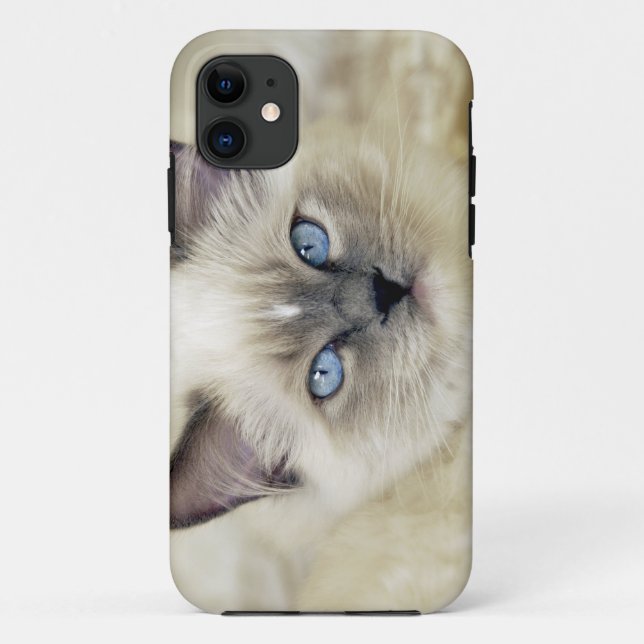 Capa Para iPhone 11 Ragdoll kitten (Verso)