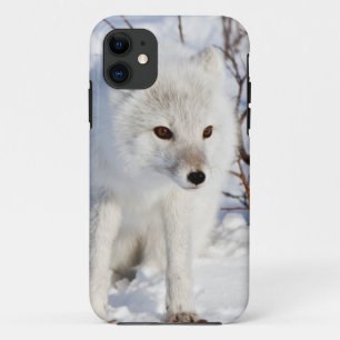 Capa Para iPhone 11 Raposa-do-ártico, Área de Manejo da Vida Selvagem