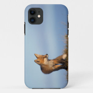 Capa Para iPhone 11 raposa-vermelha, Vulpes vulpes