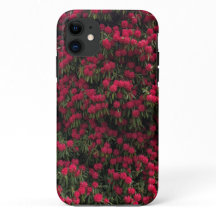 Roubo Rhododendron na Flor do Cheio