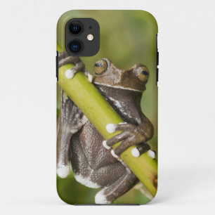 Capa Para iPhone 11 Sapo-árvore Cativo Tapichalaca Hyloscirtus