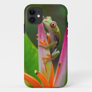 Capa Para iPhone 11 Sapo de árvore de olhos vermelhos, Costa Rica 2