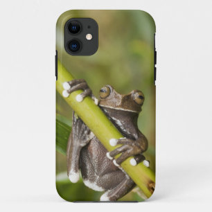 Capa Para iPhone 11 Sapo de árvore prisioneiro Hyloscirtus de