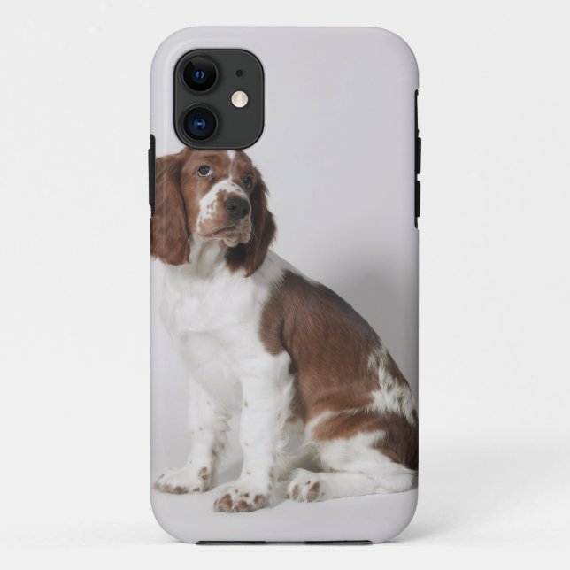 Capa Para iPhone 11 Spaniel de Springer (Verso)