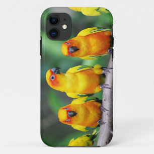 Capa Para iPhone 11 Sun Conures